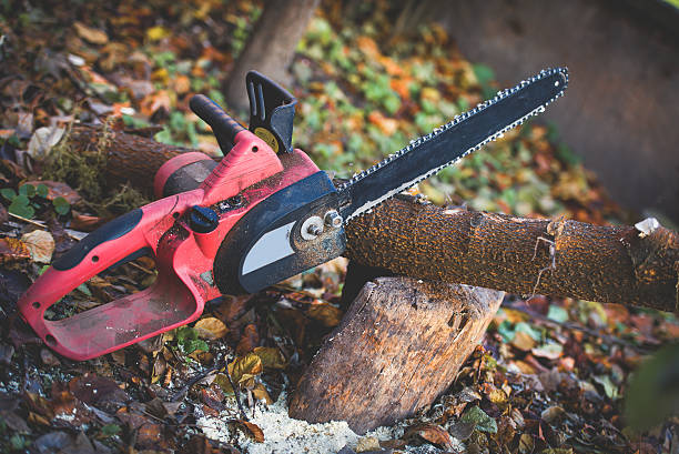 Best Stump Grinding and Removal  in River Park, FL