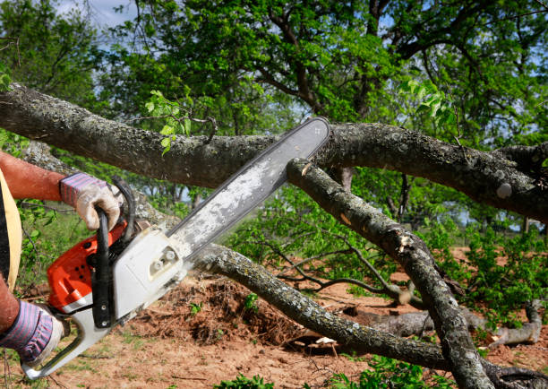 Best Emergency Tree Removal  in River Park, FL